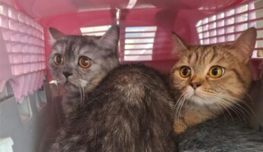 Herzlos-Aktion in Köln: Katzen auf Domplatte ausgesetzt