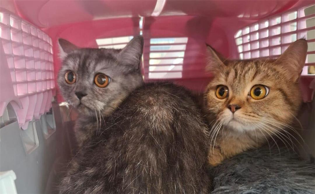 Herzlos-Aktion in Köln: Katzen auf Domplatte ausgesetzt
