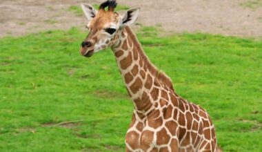 Sachsen: Neugeborene Giraffe im Leipziger Zoo erkundet Freigehege