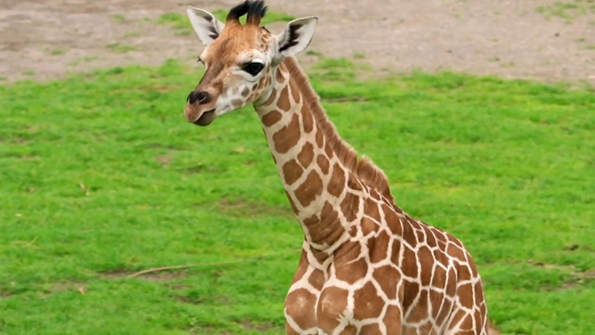 Sachsen: Neugeborene Giraffe im Leipziger Zoo erkundet Freigehege