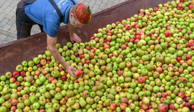 Berlin & Brandenburg: Obstschwemme sorgt für Ansturm auf Mostereien