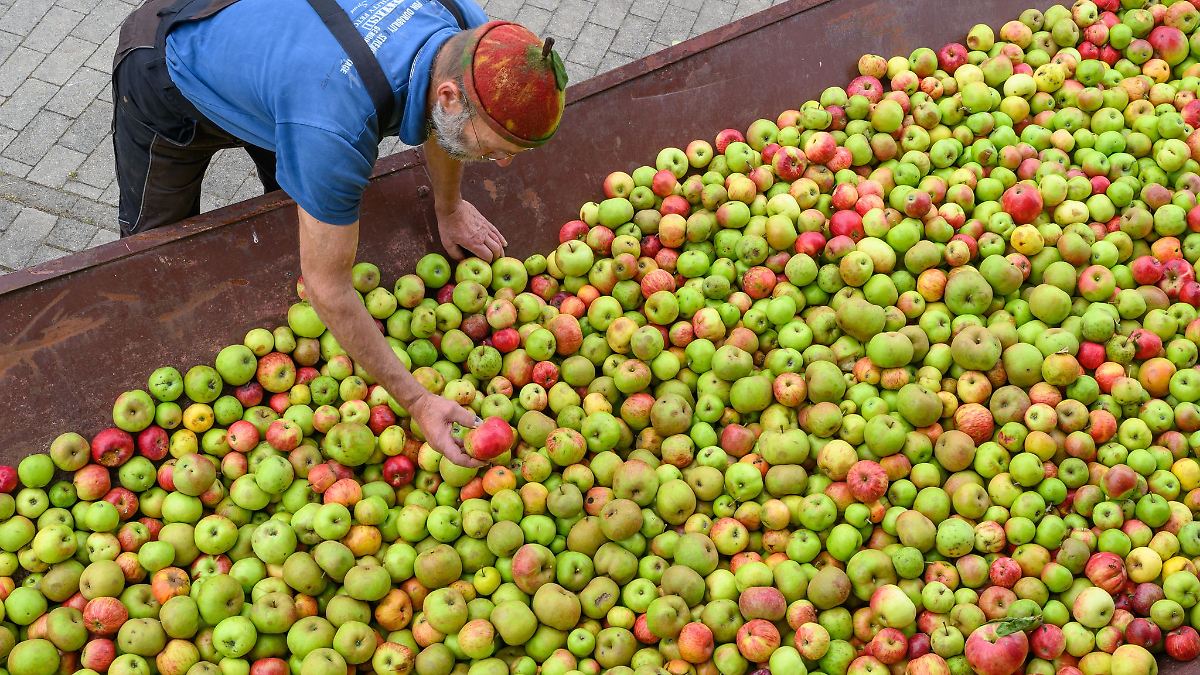 Berlin & Brandenburg: Obstschwemme sorgt für Ansturm auf Mostereien