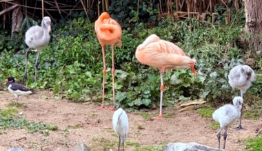 Erster Flamingo-Nachwuchs seit 16 Jahren im Grugapark Essen