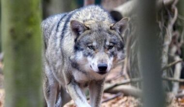 Sechsjähriger weggeschleift: Niederlande verschärfen Warnung vor Problemwolf