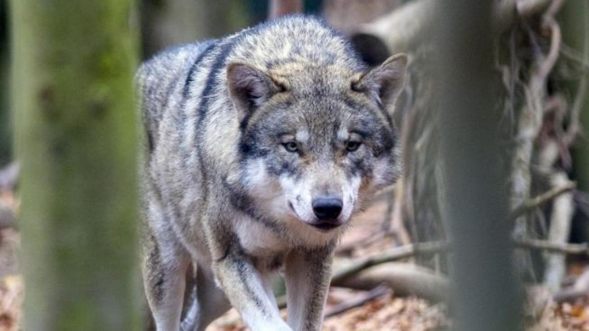 Sechsjähriger weggeschleift: Niederlande verschärfen Warnung vor Problemwolf