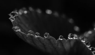 Porträt und Natur ausdrucksstark gestaltet: Die Bilder der Woche 33