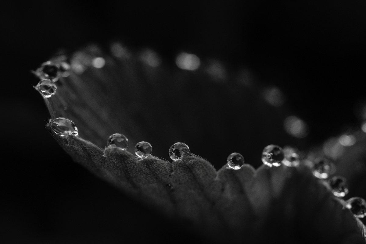 Porträt und Natur ausdrucksstark gestaltet: Die Bilder der Woche 33
