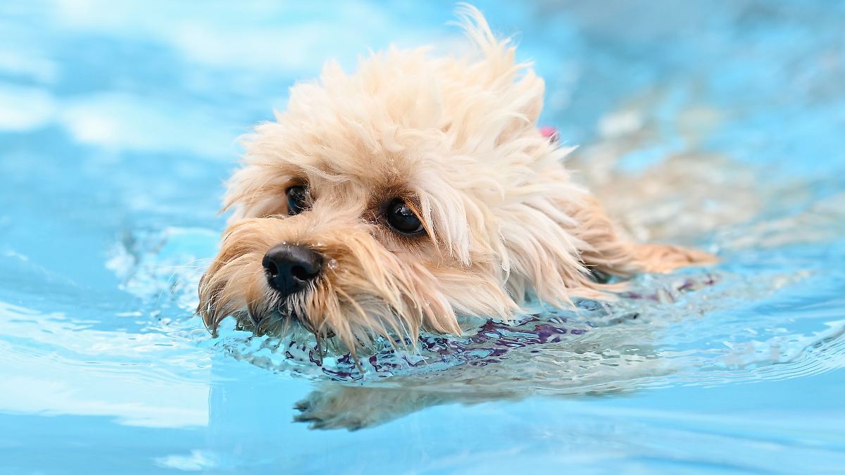 Berlin & Brandenburg: Hundebaden in zwei Berliner Freibädern am Ende der Saison