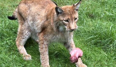 Hessen: So werden Tiger, Luchs und Co. in Hessens Zoos gefüttert