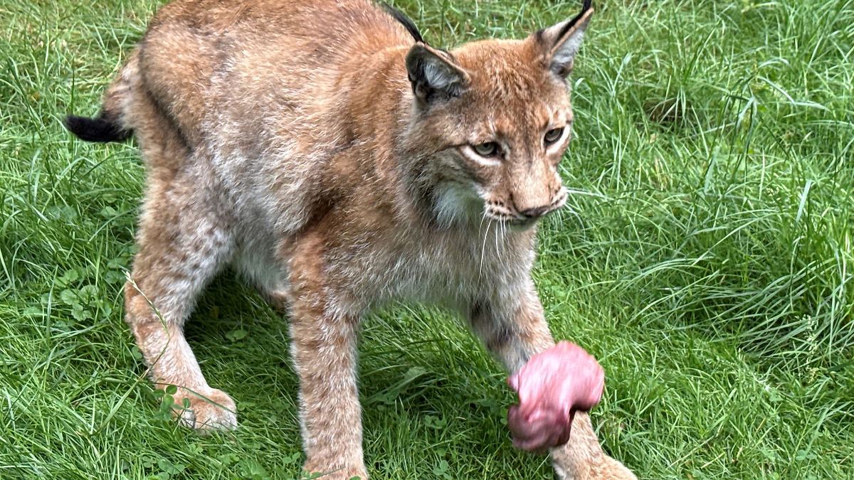 Hessen: So werden Tiger, Luchs und Co. in Hessens Zoos gefüttert