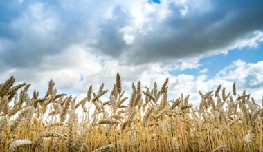 Landwirte müssen Getreide irgendwie in Sicherheit bekommen