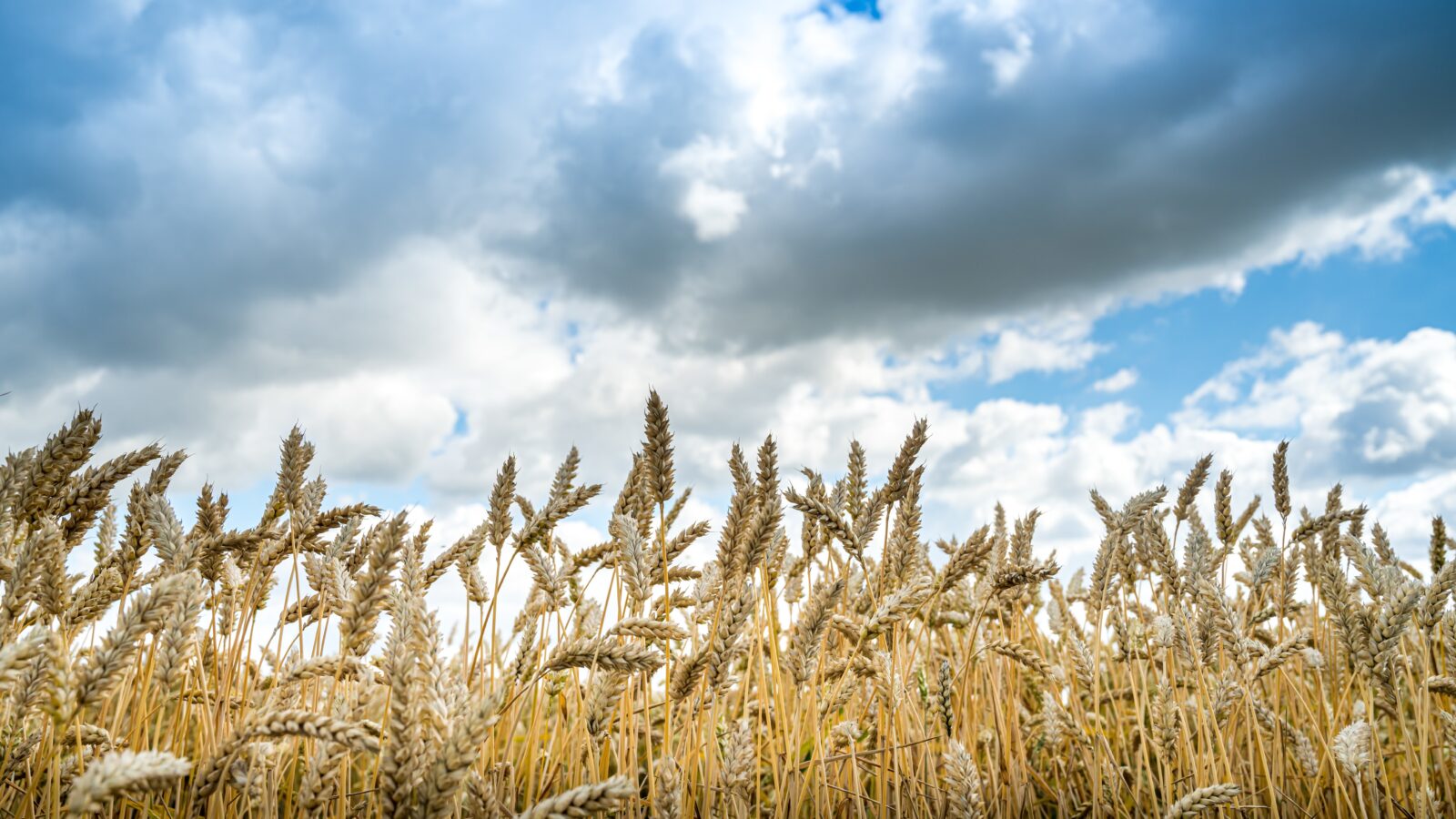 Landwirte müssen Getreide irgendwie in Sicherheit bekommen