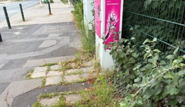 Mangelnde Grünpflege in Braunschweig Querum