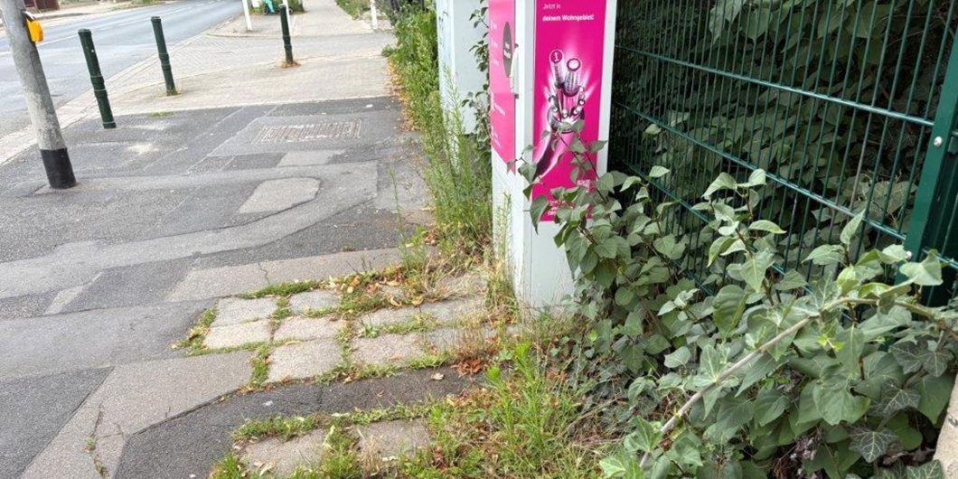 Mangelnde Grünpflege in Braunschweig Querum