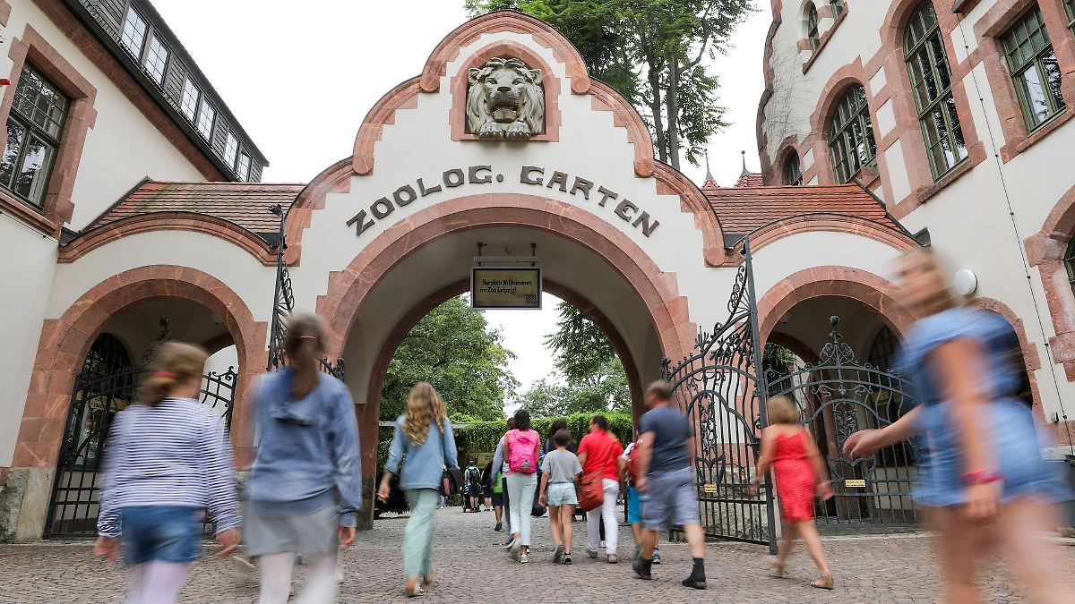 Sachsen: Zoo Leipzig schläfert drei Tigerbabys ein