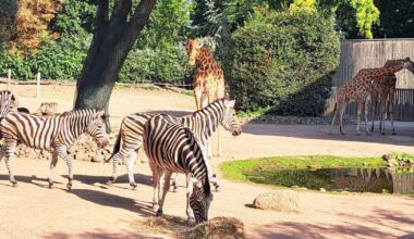 Zoo Dresden hat zwei neue Zebras