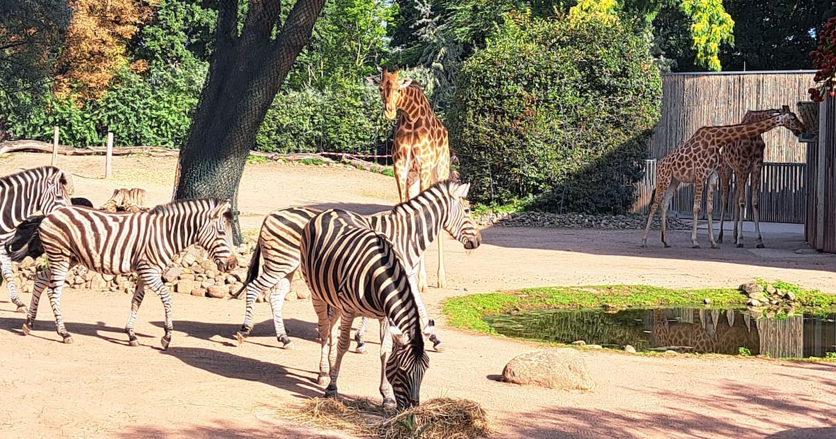Zoo Dresden hat zwei neue Zebras