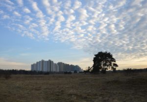 Wieviel Fläche des Naturschutzgebietes "Mainzer Sand" geht bei einem Ausbau der A643 wirklich verloren? Das ist stark umstritten. - Foto: gik