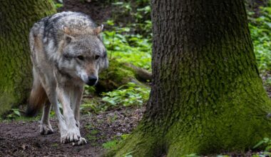 Kind mit Bisswunden in Klinik: Niederlande melden Wolfsangriff auf Sechsjährigen