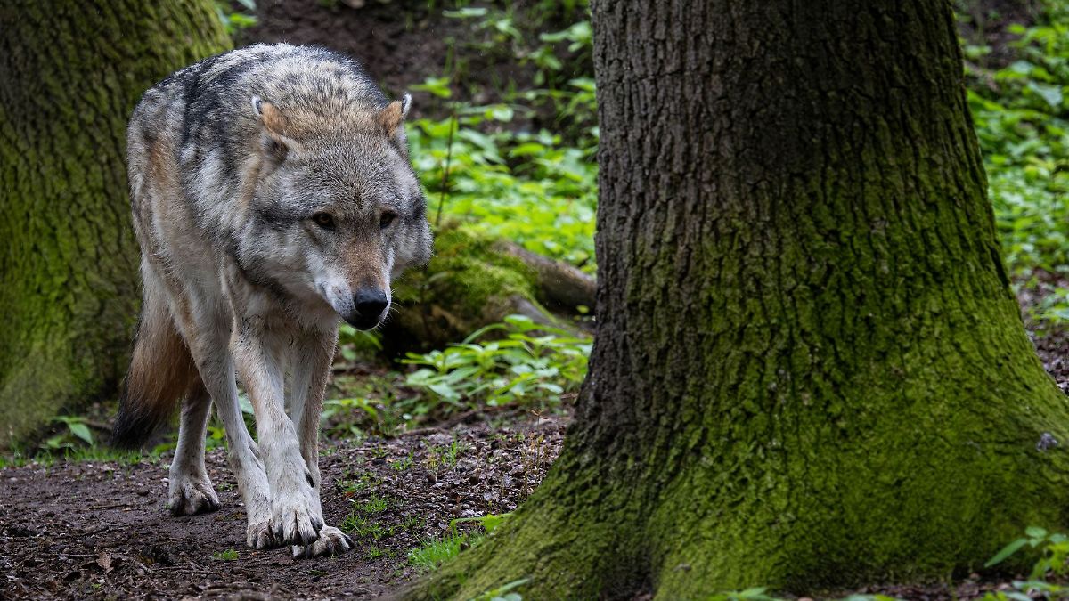 Kind mit Bisswunden in Klinik: Niederlande melden Wolfsangriff auf Sechsjährigen