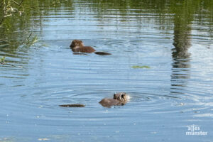 Schmecken wie Kaninchen: Nutria. (Foto: Michael Bührke)