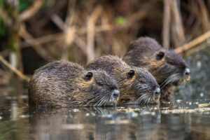 Putzig, aber gefährlich für die Umwelt: Nutria.(Foto: Mross/DJV)