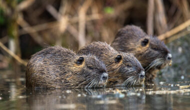 Putzig, aber gefährlich für die Umwelt: Nutria.(Foto: Mross/DJV)