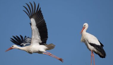 Jungstörche starten früher in Richtung Süden