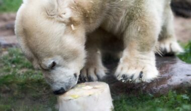 Kleinwüchsige Eisbärin Antonia im Zoo Gelsenkirchen eingeschläfert