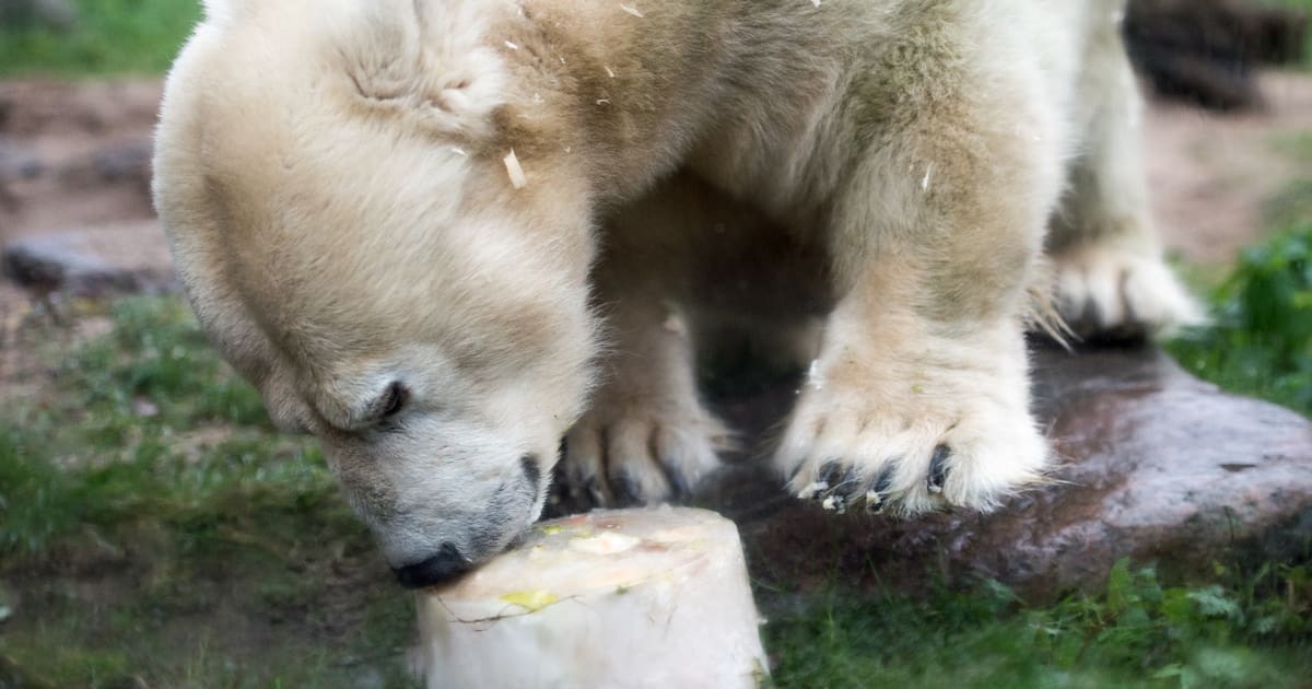 Kleinwüchsige Eisbärin Antonia im Zoo Gelsenkirchen eingeschläfert