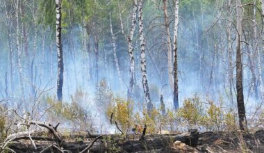Berlin & Brandenburg: Waldbrand bei Bernau - Warnung der Feuerwehr