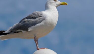 Wieso sich das Land über Möwen ärgert