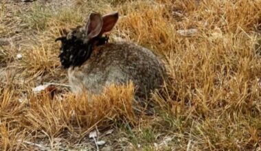 Colorado: Kaninchen mit Frankenstein-Virus befallen