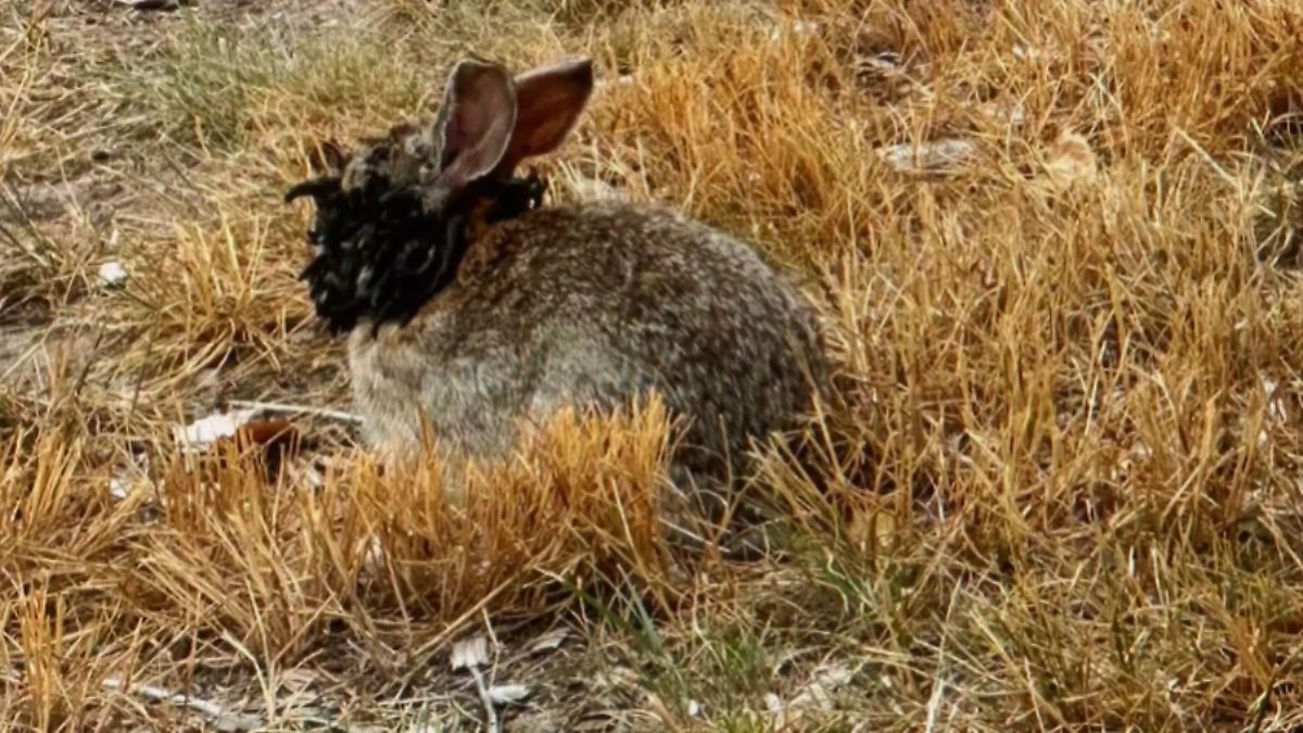 Colorado: Kaninchen mit Frankenstein-Virus befallen