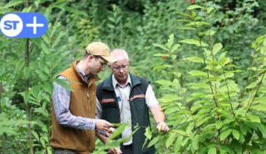 Wie steht es um den Wald in Solingen-Höhscheid?