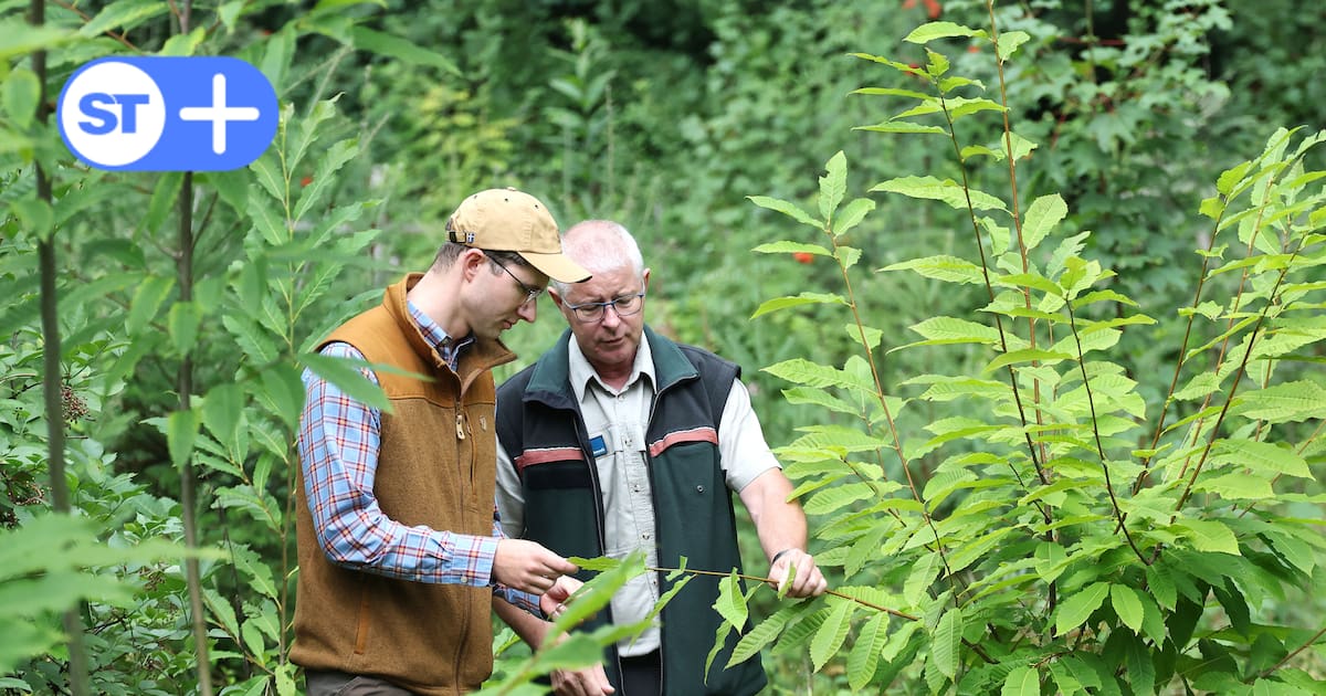 Wie steht es um den Wald in Solingen-Höhscheid?