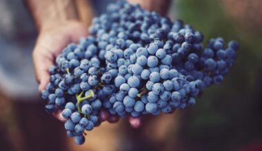 Weinlese in DO Binissalem