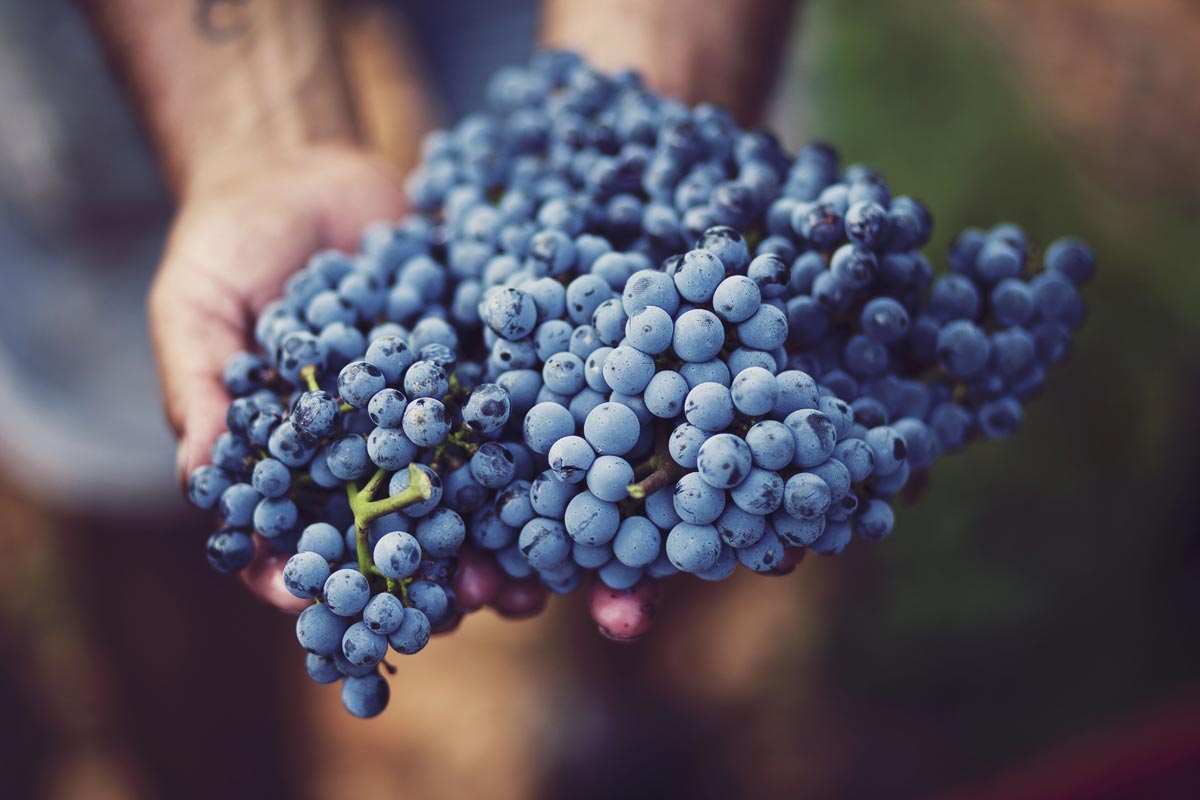 Weinlese in DO Binissalem