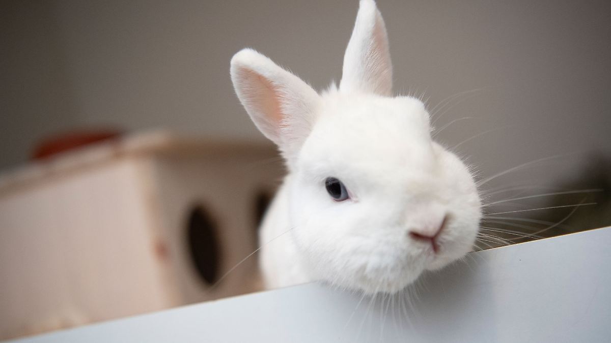 Berlin & Brandenburg: Tierheim hat in den Sommerferien schon 147 Tiere aufgenommen