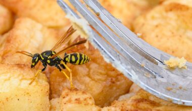 Baden-Württemberg: Wespenalarm beim Essen - Tipps für entspannte Mahlzeiten