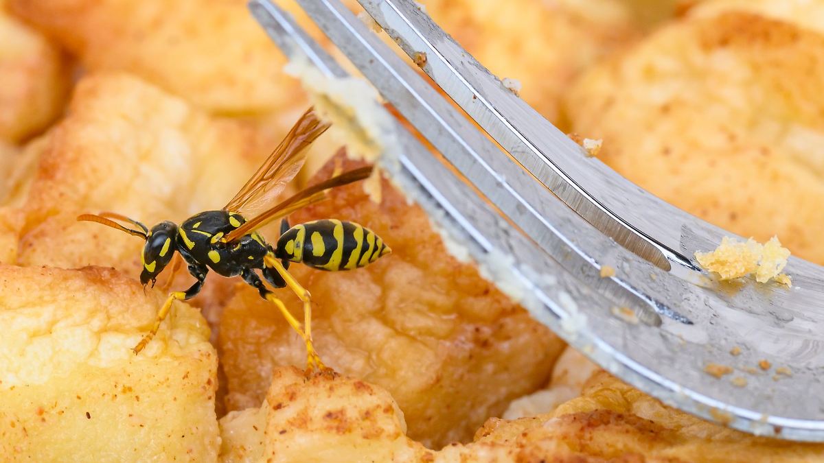 Baden-Württemberg: Wespenalarm beim Essen - Tipps für entspannte Mahlzeiten