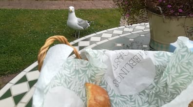 Kielerin Sigrid Krebs wurde beim Frühstück im eigenen Garten von einer Möwe beklaut. 