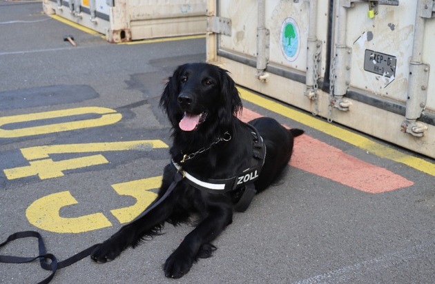 ZOLL-H: - Illegale Einfuhr von 408 kg Cannabis aus Thailand verhindert - Zollhund Emma ...
