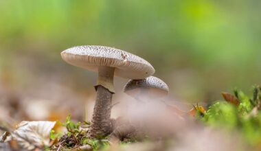 Botanischer Garten Berlin gibt Tipps, wie man zwischen Gift- und Speisepilz unterscheidet