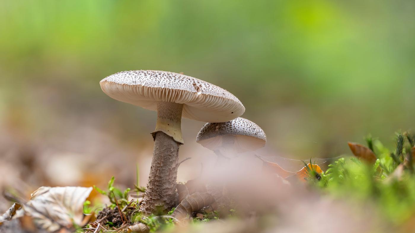 Botanischer Garten Berlin gibt Tipps, wie man zwischen Gift- und Speisepilz unterscheidet