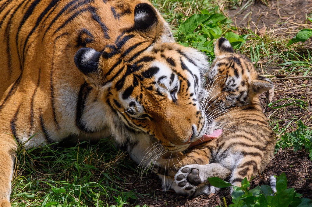 Wie niedlich! Gleich vier Tigerbabys stolpern jetzt durchs Freigehe im Zoo Magdeburg! Tigermutter «Stormi» bleibt ganz entspannt und sorgt dafür, dass ihr Nachwuchs "gewaschen" ist. 