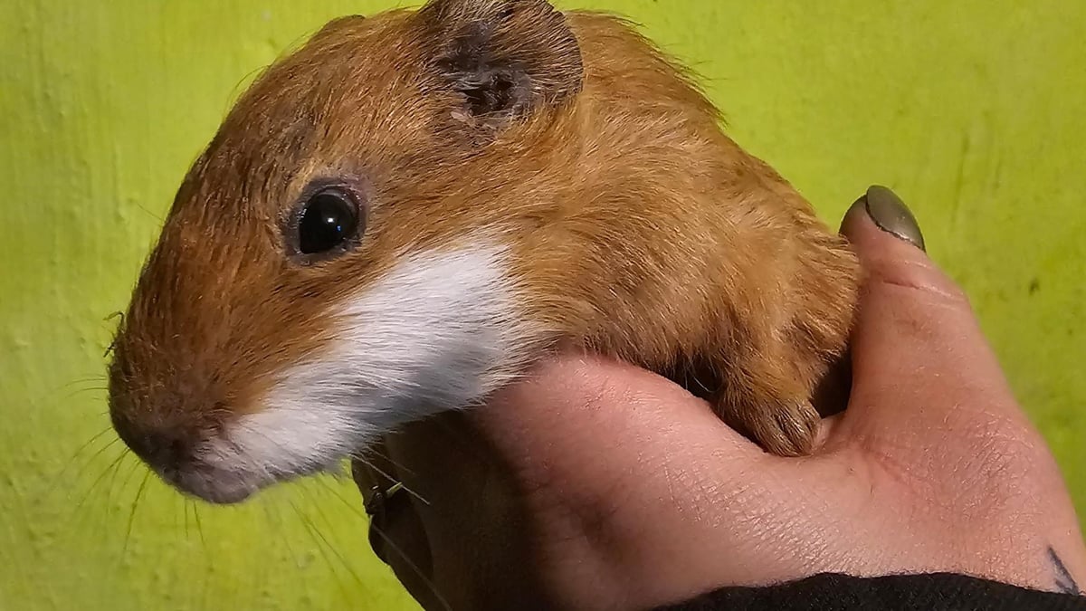 Ein Zoo will sie an seine Raubtiere verfüttern