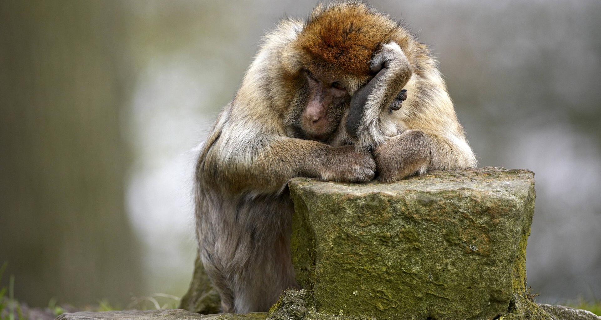 Wie Tiere den Tod begreifen