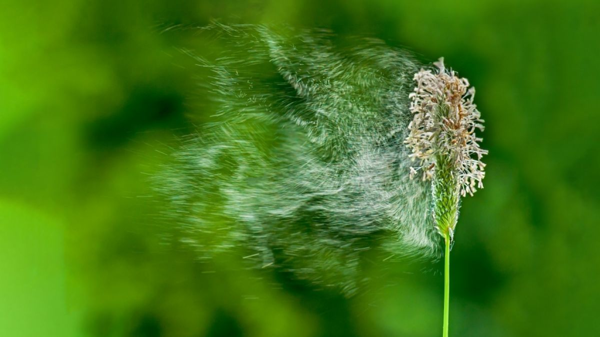 Pollenflug Wuppertal aktuell: Gräser und Co. - Diese Pollen fliegen heute