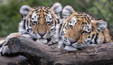 Drei tote Tigerbabys im Zoo Leipzig: Wäre eine Rettung sinnvoll gewesen?